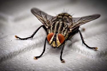 Pest Control Flies